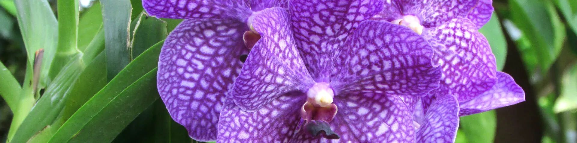 Lila Orchidee mit weißen Punkten