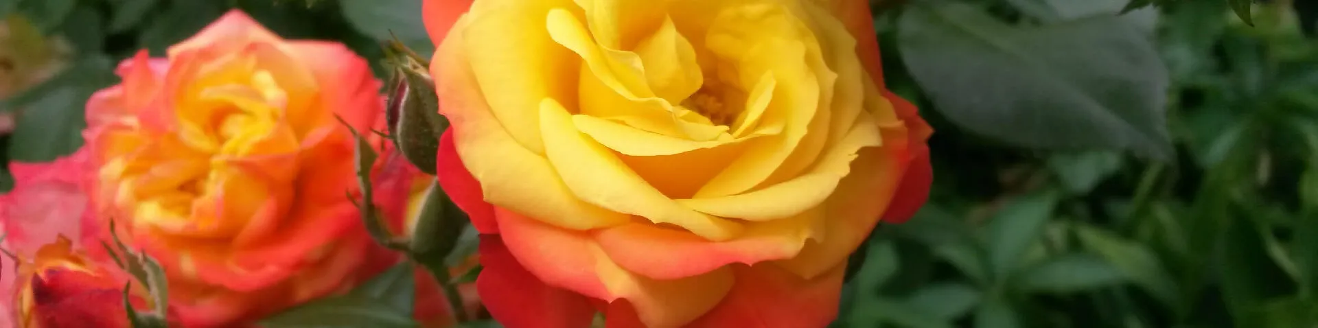 Gelb-rote Rosen
