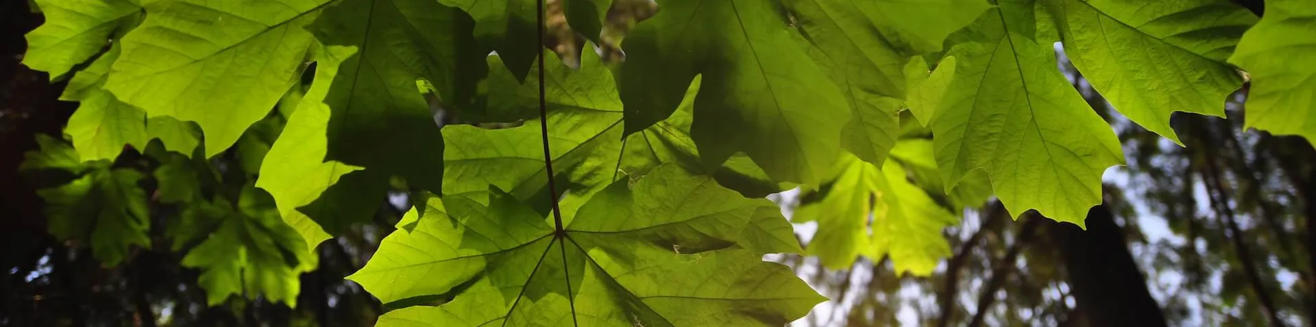 Ahornblätter am Baum 