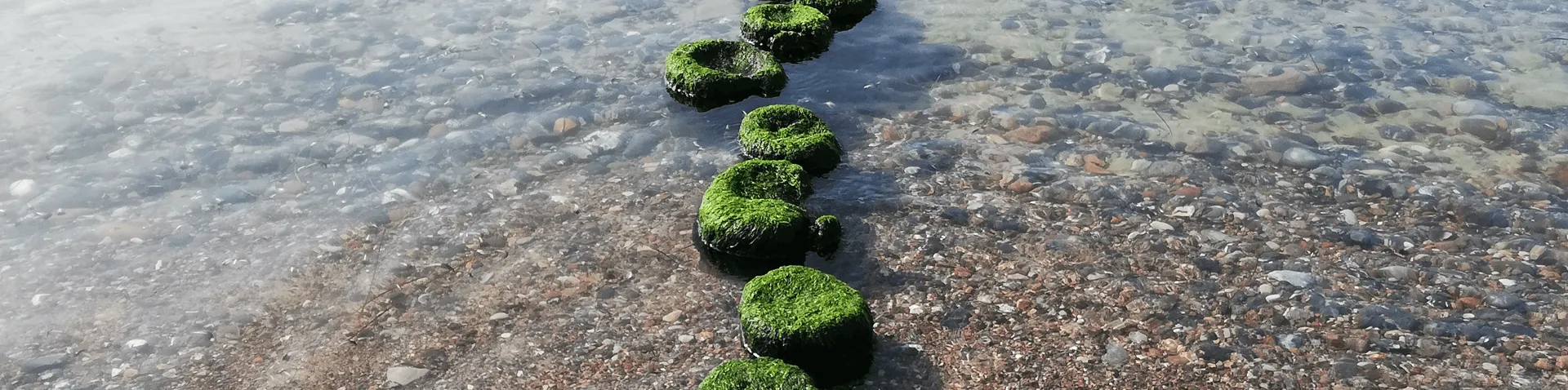 Moossteine in flachem Wasser