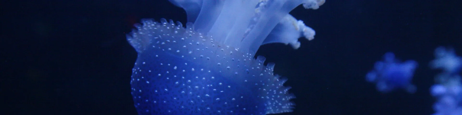 Leuchtende Quelle in dunklen Wasser