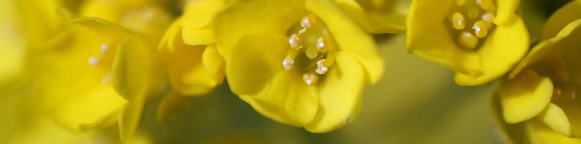 Raps Blüten Gelbe Raps Blüten