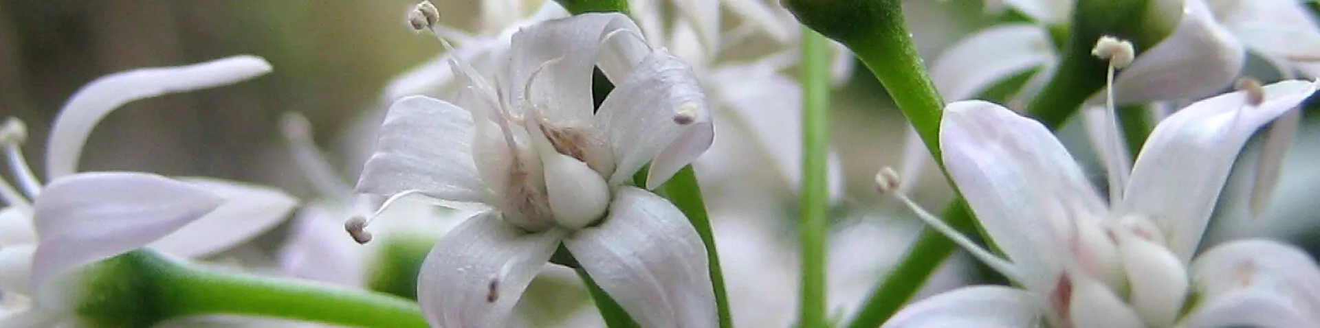 Milchstern Blume