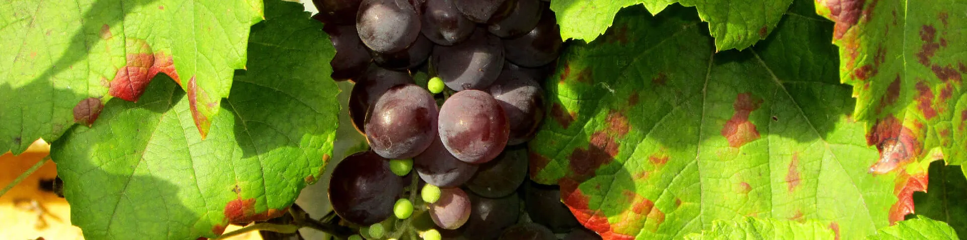 Weinrebe Weinrebe