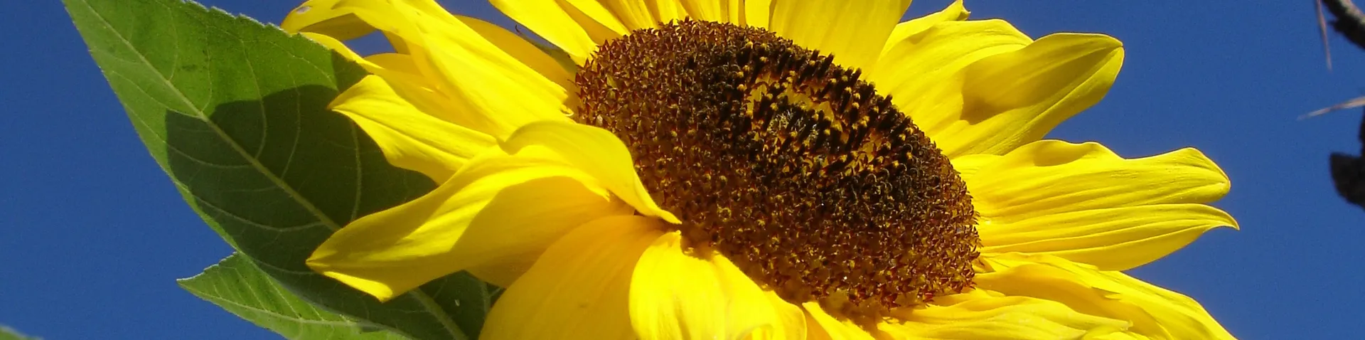 Nahaufnahme einer Sonnenblume 