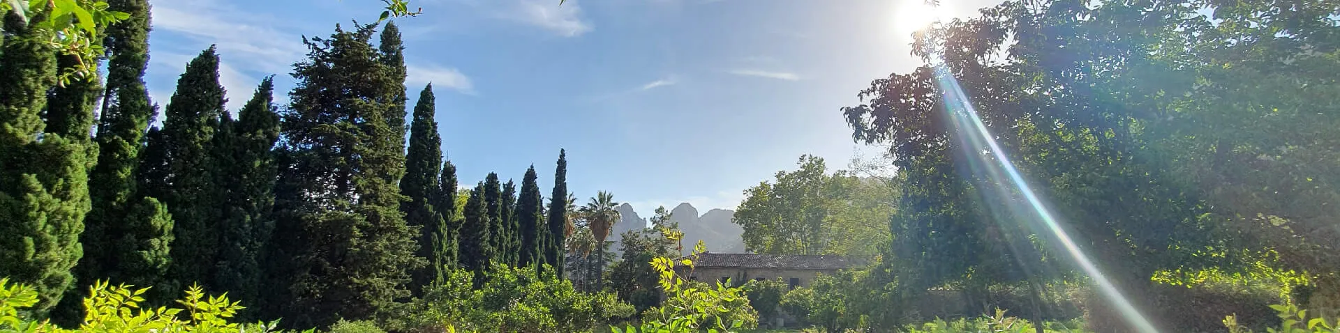 Sonnenstrahlen gehen hinter Bäumen hervor