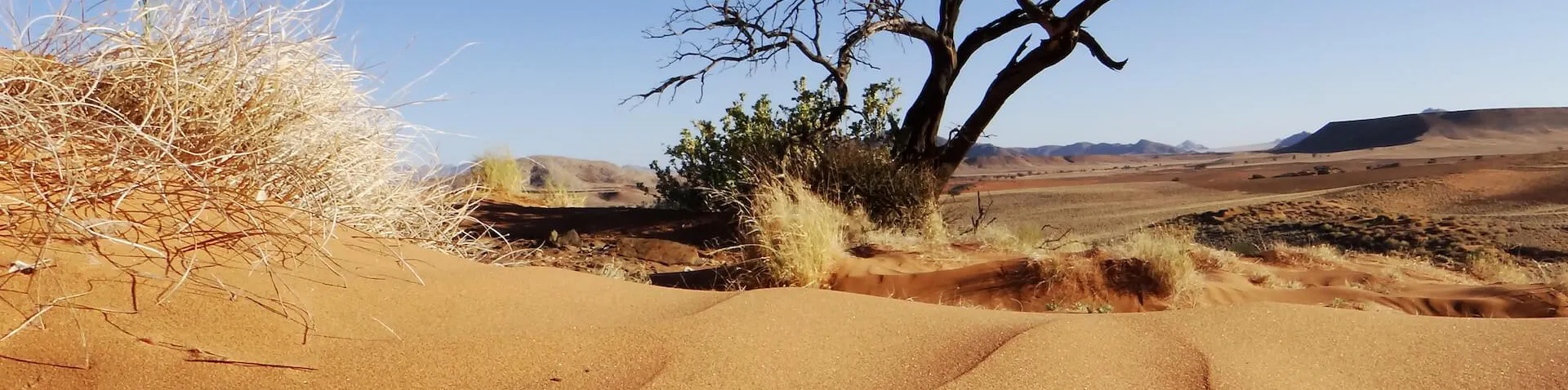 Wüstenlandschaft mit vertrockneten Baum