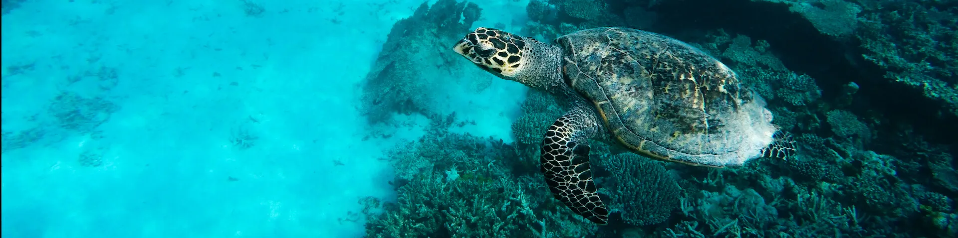 Unterwasser Schildkröten Fotografie